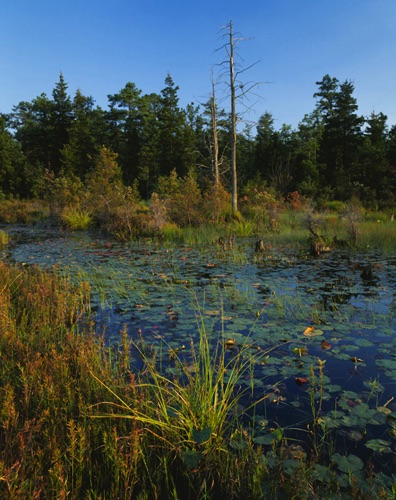 Cedar Swamp, Pine Barrens. Ocean County, NJ.jpg